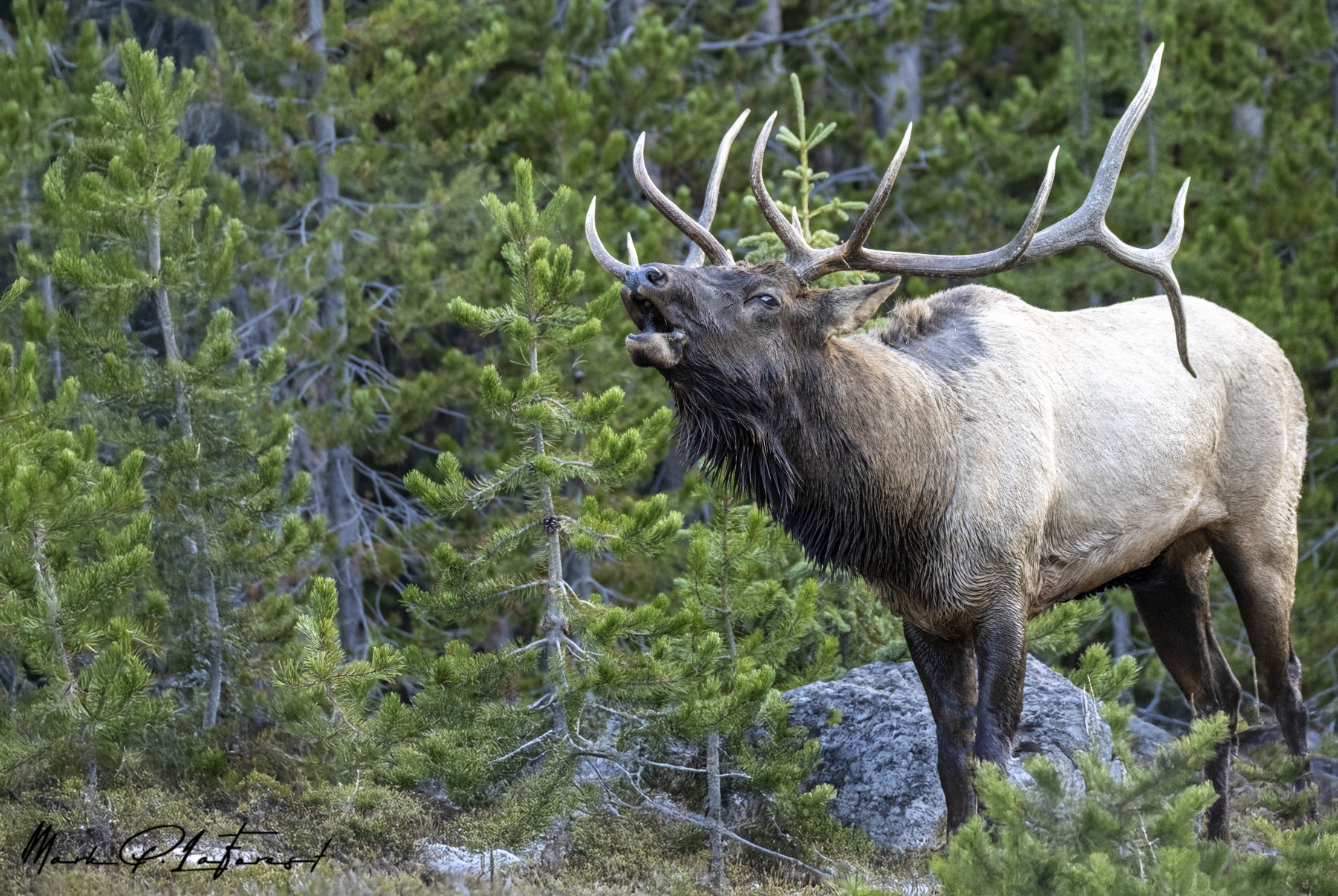 /gallery/north_america/USA/Wyoming/yellowstone/Bull Elk Yellowstone NP Sept 2024-045_med.jpg